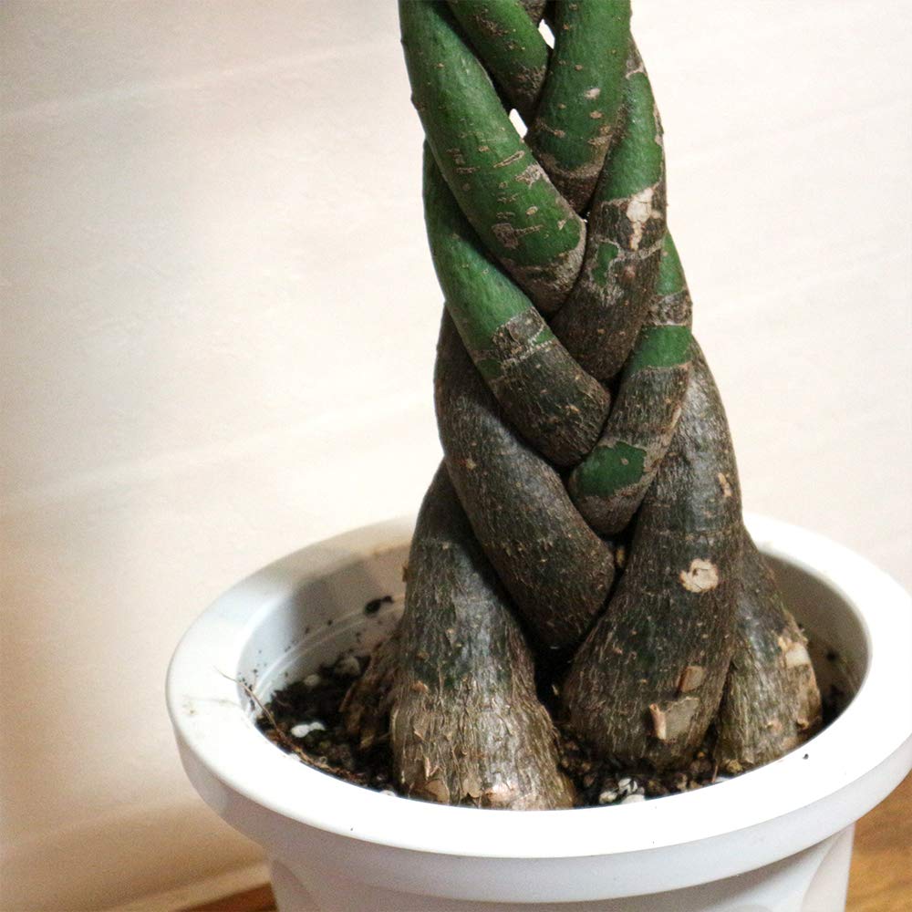 Amazon｜ITANSE パキラ (編み) 観葉植物 大型 8号プラスチック鉢